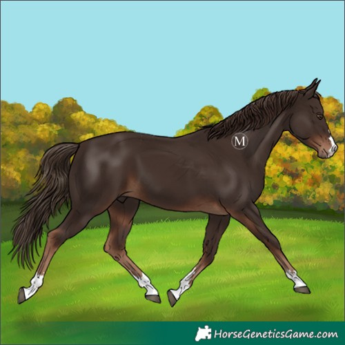 Horse Color:Liver Chestnut 