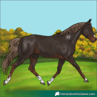 Horse Color:Liver Chestnut 