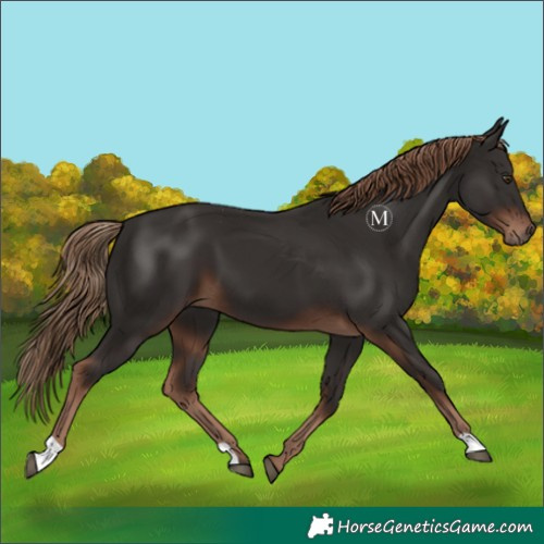Horse Color:Liver Chestnut 