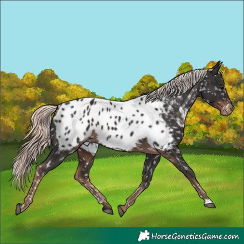 Horse Color:Liver Chestnut Mushroom Appaloosa
