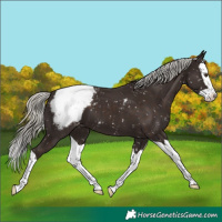 Horse Color:Liver Chestnut Mushroom Splash Appaloosa
