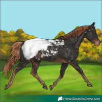 Horse Color:Liver Chestnut Appaloosa 