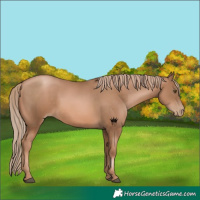 Horse Color:Liver Chestnut Pearl 
