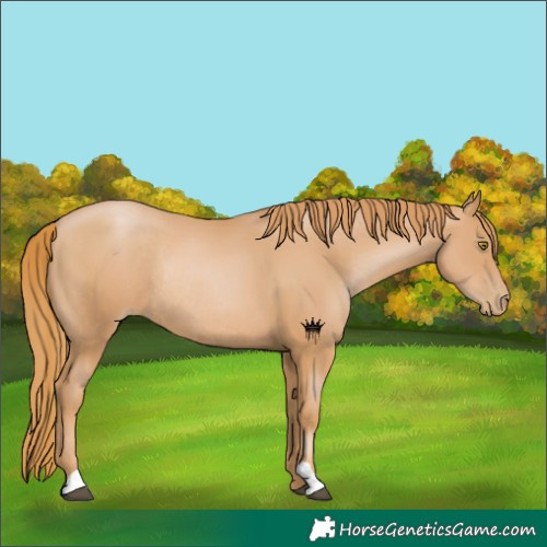 Horse Color:Chestnut Pearl Rabicano 