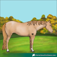 Horse Color:Chestnut Pearl Rabicano 