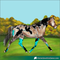 Horse Color:White Spotted Bay Ice Onyx 