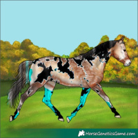 Horse Color:White Spotted Bay Ice Onyx 