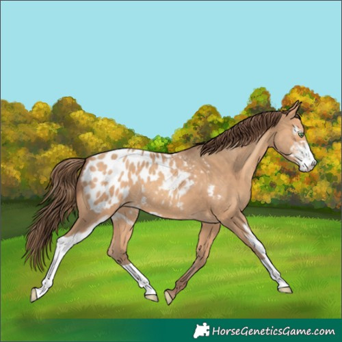 Horse Color:Amber Champagne Sabino Blanket