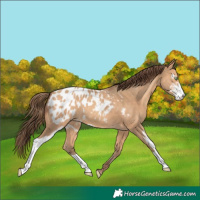 Horse Color:Amber Champagne Sabino Appaloosa 