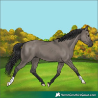 Horse Color:Grullo 