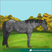 Horse Color:Black 
