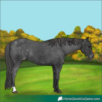 Horse Color:Black Appaloosa