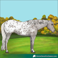 Horse Color:Silver Black Appaloosa