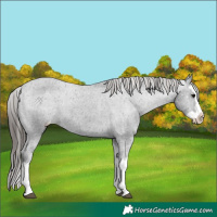 Horse Color:Black Splash Varnish 