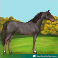 Horse Color:Liver Red Roan 