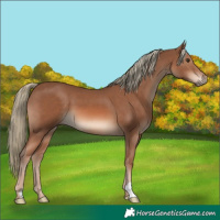 Horse Color:Chestnut Mushroom 