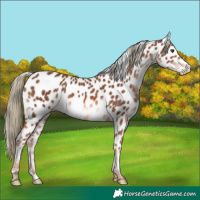 Horse Color:Chestnut Mushroom Near Leopard 