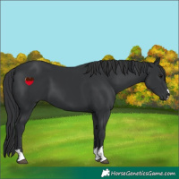 Horse Color:Black 