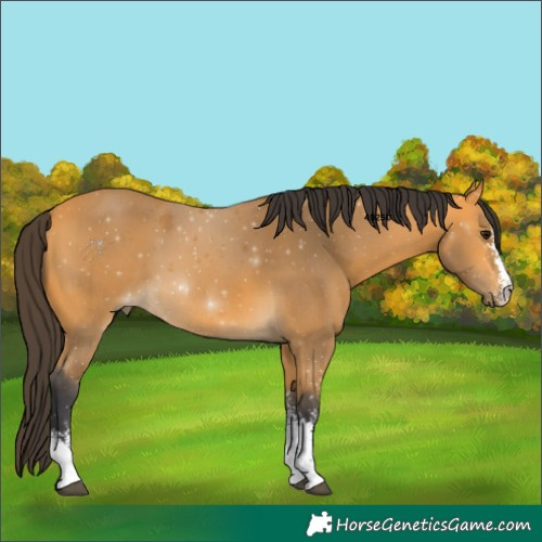 Horse Color:Buckskin Sabino 