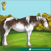 Horse Color:White Spotted Liver Chestnut Tobiano 