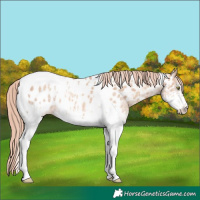 Horse Color:White Spotted Gold Champagne Dun Tobiano Appaloosa 
