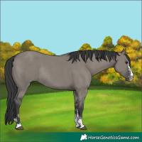 Horse Color:Grullo Sabino Rabicano 