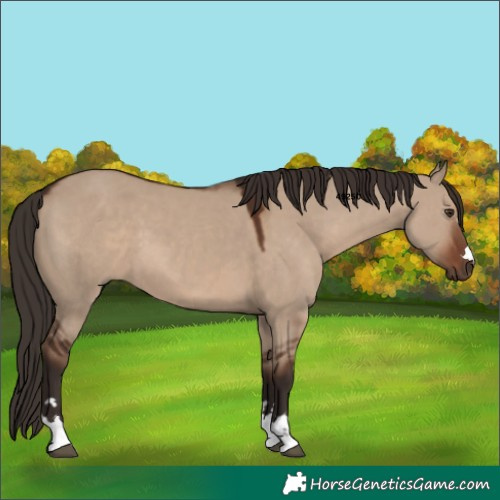 Horse Color:Liver Red Dun 