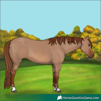 Horse Color:Red Dun