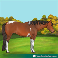 Horse Color:Bay Tobiano 