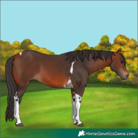 Horse Color:Bay Tobiano 