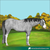 Horse Color:Blue Roan Splash 