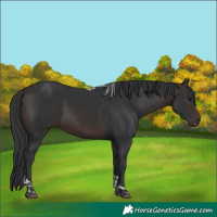 Horse Color:Brown Tobiano 