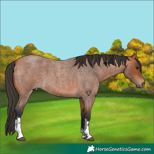 Horse Color:Bay Roan Tobiano 