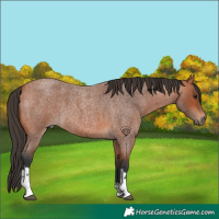 Horse Color:Bay Roan Tobiano