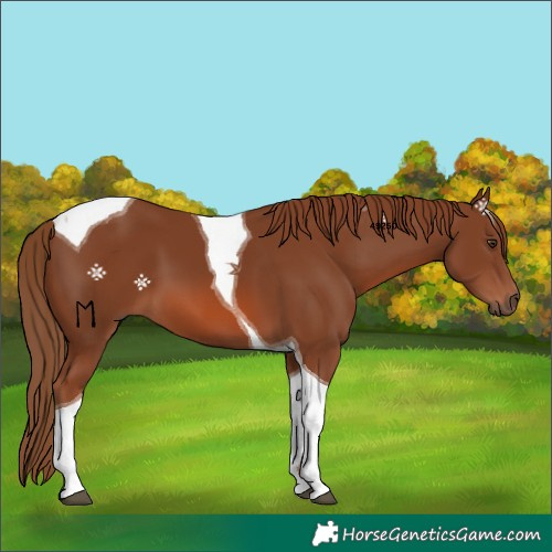 Horse Color:Chestnut Tobiano