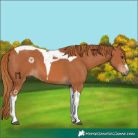 Horse Color:Chestnut Tobiano