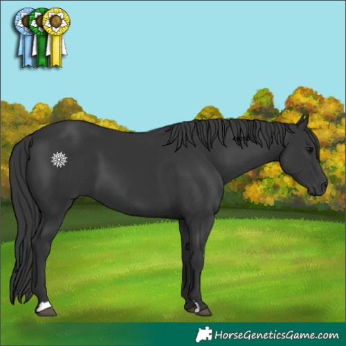 Horse Color:Black 