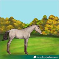 Horse Color:Sable Champagne Roan Dun 