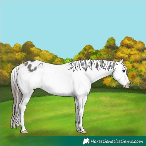 Horse Color:Grullo Blanket Rabicano 