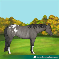 Horse Color:Grullo Appaloosa Rabicano 