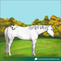 Horse Color:Grullo Blanket Rabicano 