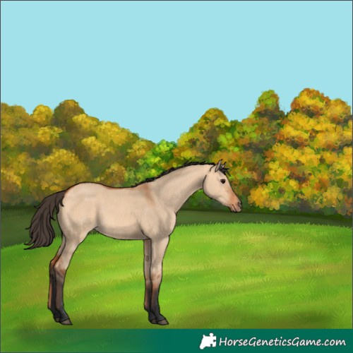 Horse Color:Bay Dun