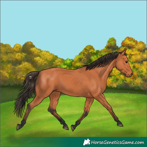 Horse Color:Bay 