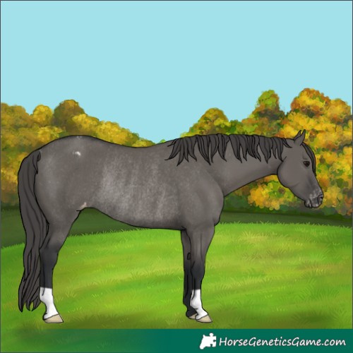 Horse Color:Grullo Appaloosa Rabicano