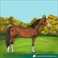 Horse Color:Bay Splash 