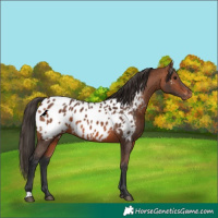 Horse Color:Bay Appaloosa Rabicano 
