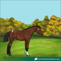Horse Color:Gray Bay Tobiano