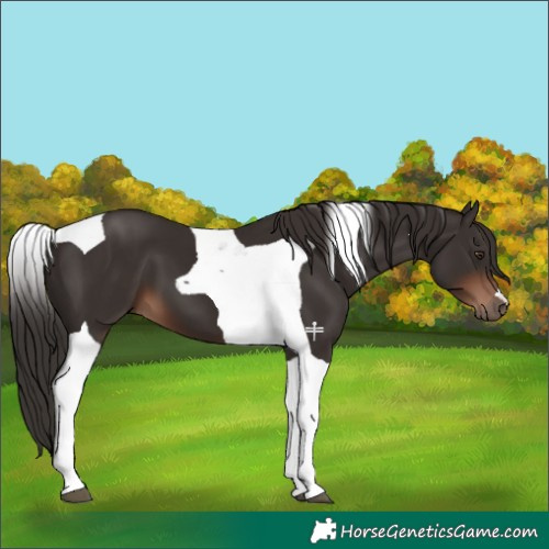Horse Color:Liver Chestnut Tobiano 