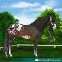 Horse Color:Brown Sabino Splash Appaloosa  and Brown Sabino Splash Frame Appaloosa 