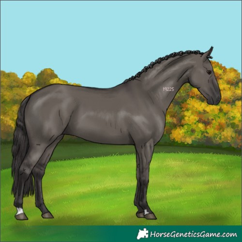 Horse Color:Smoky Grullo 
